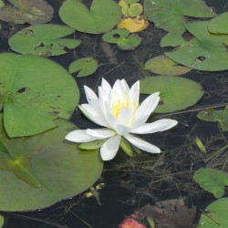 Lily